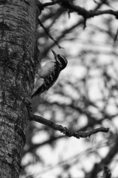 Imagen Blanco Negro Pájaro Carpintero Bosque —  Fotos de Stock