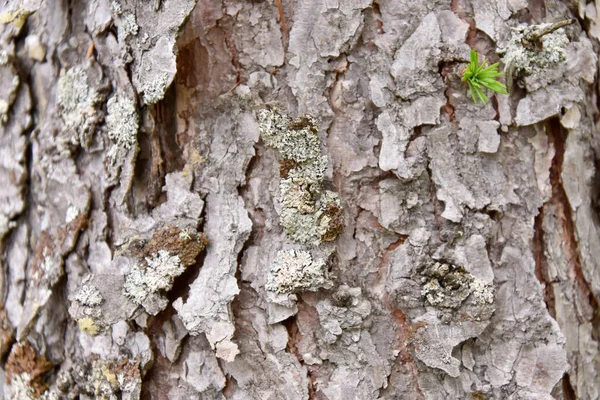 カナダ ケベック州の松の樹皮 — ストック写真