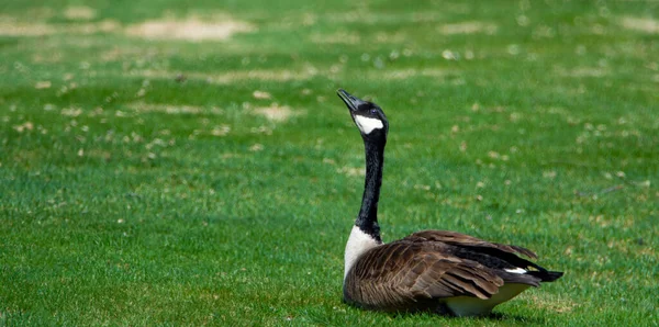 Goose Green Grass Park — Stock Photo, Image