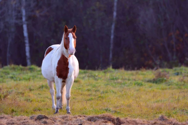 Joli Cheval Ferme Canadienne Québec Région Lanaudière — Photo