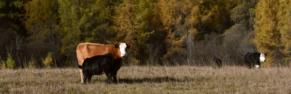 Красиві Корови Канадській Фермі Квебек — стокове фото