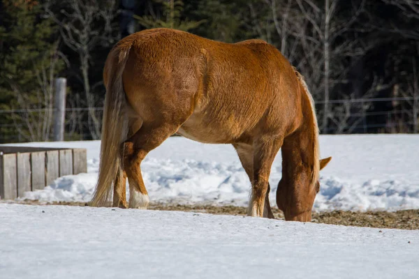 ケベック ラナウディアー地方のカナダの農場でかなりの馬 — ストック写真