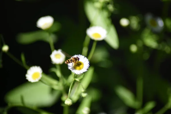 Biene Auf Einer Kleinen Blume Sommer Nahsicht — Stockfoto