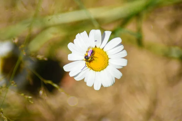 Yazın Küçük Bir Çiçeğin Üzerinde Arı Yakın Görünüm — Stok fotoğraf