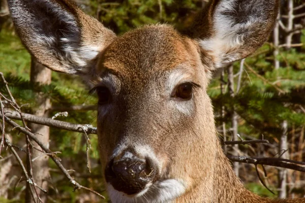 Jolies Cerfs Femelles Automne Dans Forêt Canadienne Québec — Photo