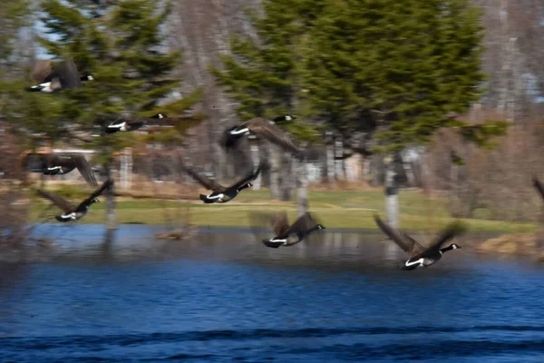 Grupo Aves Volando Sobre Lago Parque —  Fotos de Stock