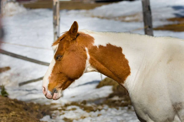 Vacker Häst Kanadensisk Gård Quebec Lanaudiere Regionen — Stockfoto