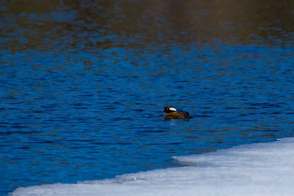 Pato Reais Nadando Lago Inverno — Fotografia de Stock