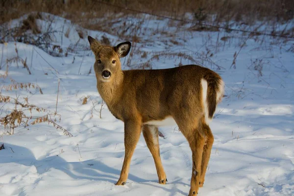 Jolies Cerfs Femelles Automne Dans Forêt Canadienne Québec — Photo