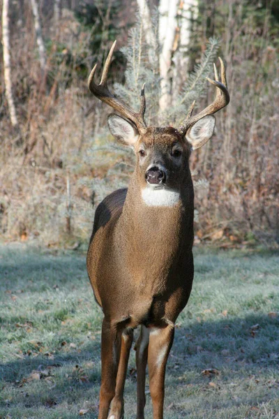 Cerf Rouge Dans Forêt Canadienne Dans Parc Privé — Photo