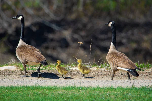Two Geese Goslings Green Meadow — Stock Photo, Image