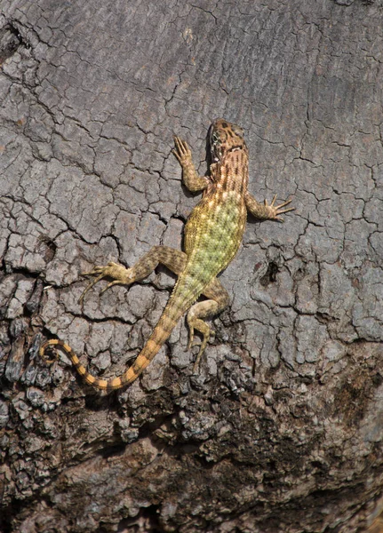 Pequeño Lagarto Tronco Árbol Las Indias Occidentales — Foto de Stock