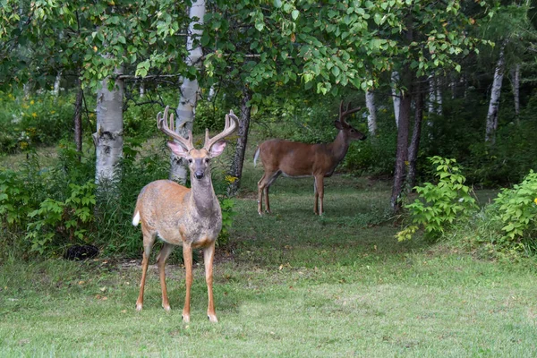 Pretty deer in Canadian forest in Quebec