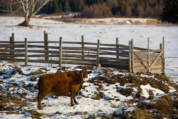 Bonita Vaca Canadian Farm Quebec — Foto de Stock