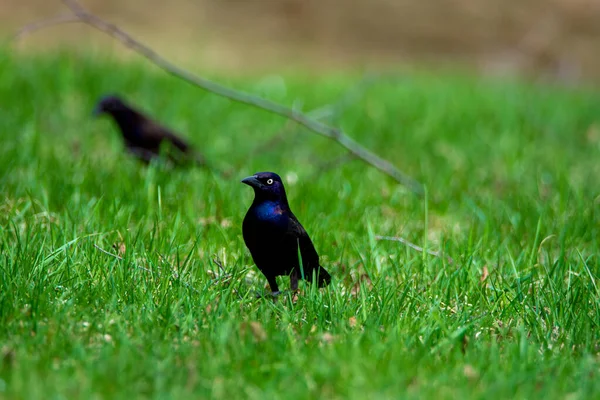 Siyah Karga Yeşil Çimlerde — Stok fotoğraf