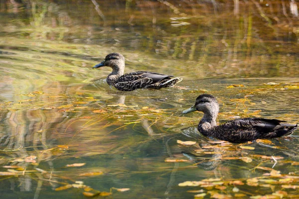 Patos Nas Cores Outono Lago Canadense Quebec — Fotografia de Stock