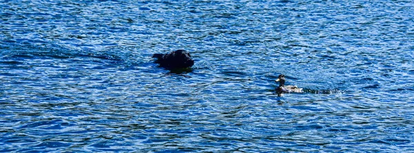 Собака Качка Плавають Разом — стокове фото