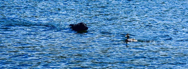 Hond Eend Zwemmen Samen — Stockfoto