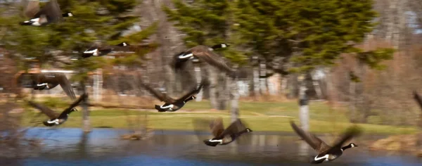 Grupo Aves Volando Sobre Lago Parque —  Fotos de Stock