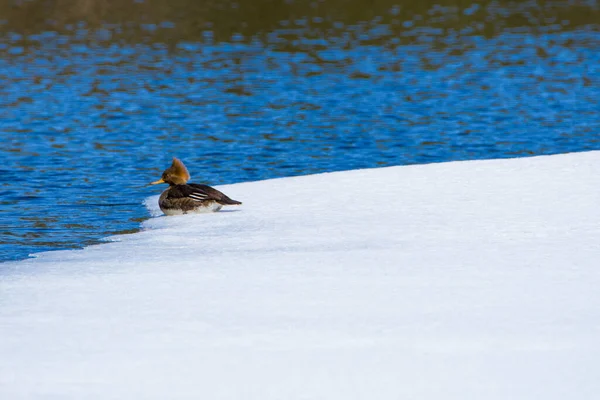 Anatra Seduta Sul Lago Invernale — Foto Stock