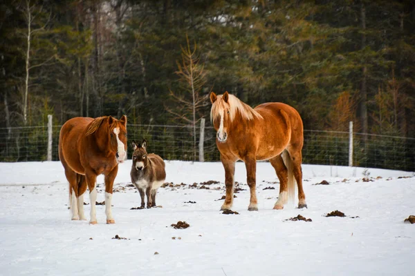 ケベック州 ラナウディアー地方のカナダの農場で美しい馬 — ストック写真