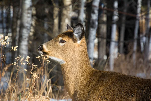 Jolies Cerfs Femelles Automne Dans Forêt Canadienne Québec — Photo