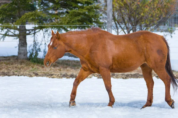 Vacker Häst Kanadensisk Gård Quebec Lanaudiere Regionen — Stockfoto