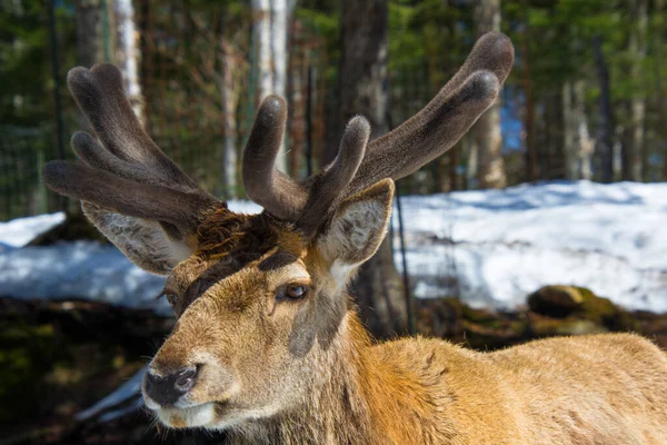 Cerf Rouge Dans Forêt Canadienne Dans Parc Privé — Photo