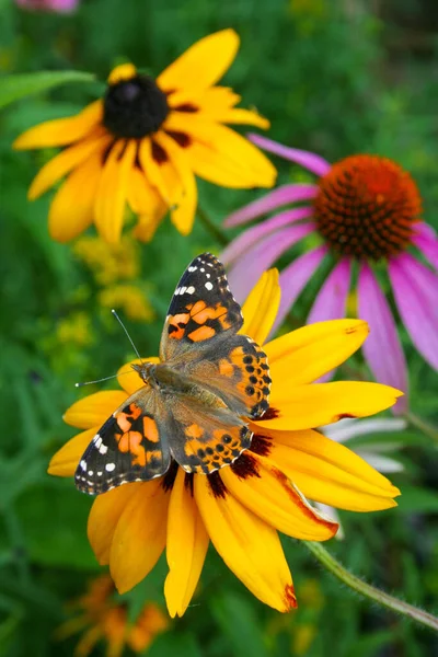 Monarchfalter Auf Blume Einem Naturpark — Stockfoto