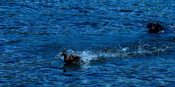 Dog Duck Swimming Together Royalty Free Stock Images