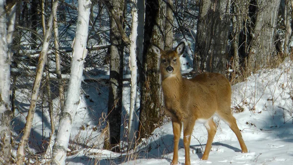 Jolies Cerfs Femelles Automne Dans Forêt Canadienne Québec Photos De Stock Libres De Droits