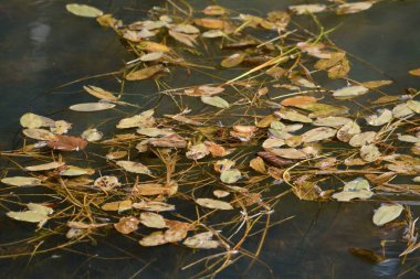 Göletteki sonbahar yaprakları, yakın görüş 