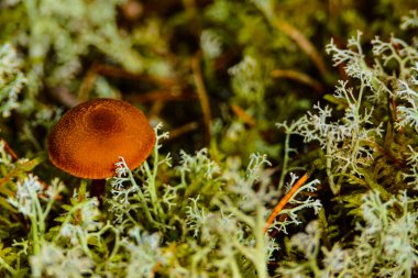 Kanada, Quebec 'teki vahşi ormanda sonbahar mantarı