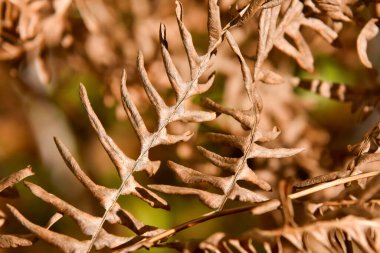 Parkta sonbahar yaprakları, yakın görüş