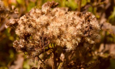 Güz bitkisinin güzel manzarasını kapat 