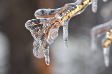 Soğuk Kanada kışında donmuş ağaç dallarının yakın görüntüsü