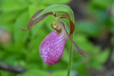 Bahçedeki güzel orkide