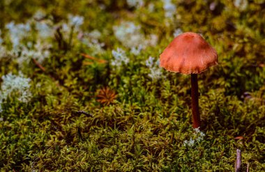 Kanada, Quebec 'teki vahşi ormanda sonbahar mantarı