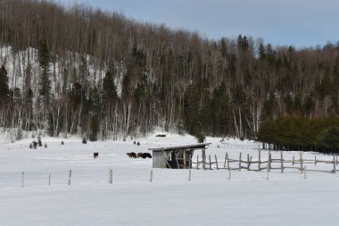 Güzel karlı kış manzarası 