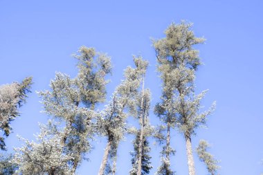 Soğuk Kanada kışında donmuş ağaçlar