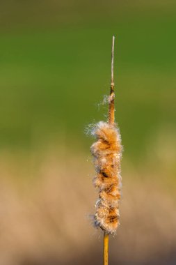 Sazlık çubuğuna yakın çekim