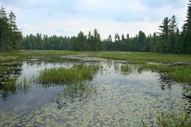 Nehir ve ormanlı güzel yaz manzarası