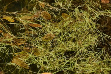 Doğanın güzel manzarası