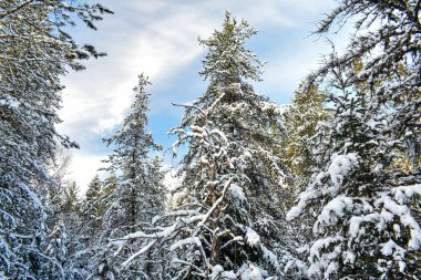 Kanada 'nın soğuk kışında kar ağaçları kapladı.