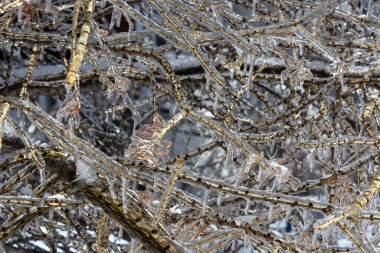 Soğuk Kanada kışında donmuş ağaç dallarının yakın görüntüsü