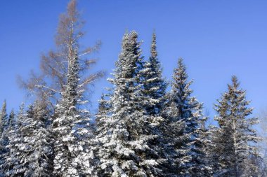 Soğuk Kanada kışında donmuş ağaçlar