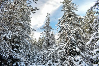 Köknar ağaçları olan soğuk karlı kış ormanı 