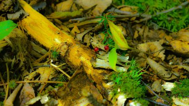 Ormanda kurumuş yapraklar.