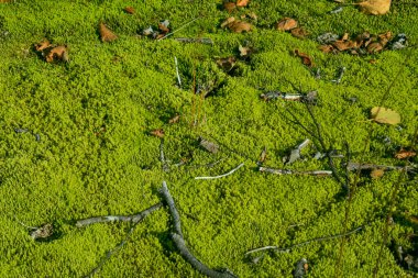 Yosun, yosun, Kanada ormanlarında