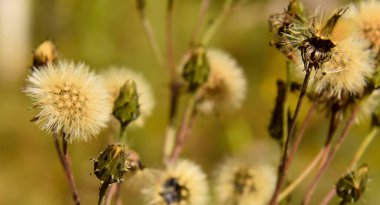 Güz bitkisinin güzel manzarasını kapat 